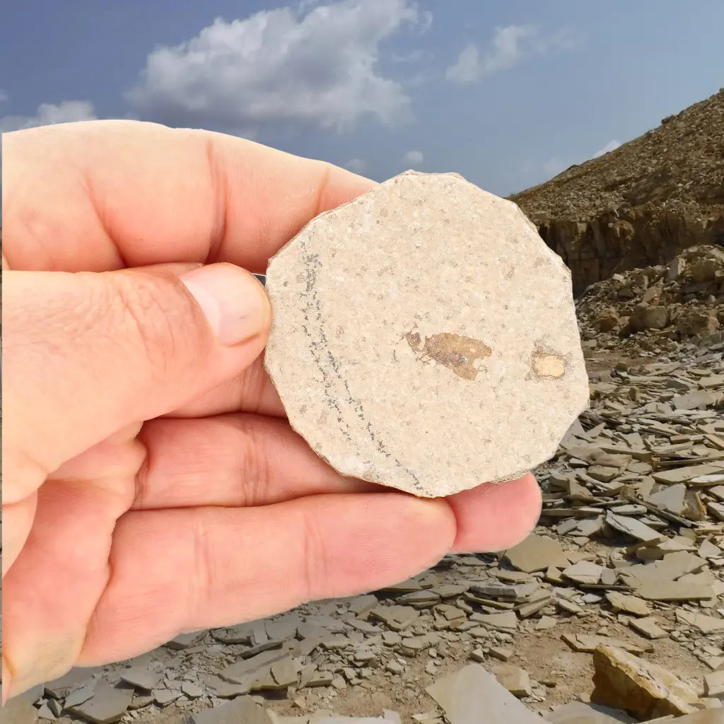 Get your Rare Eocene Marsh Fly Fossil from Wyoming online now or in store at Forever Gems in Franschhoek, South Africa