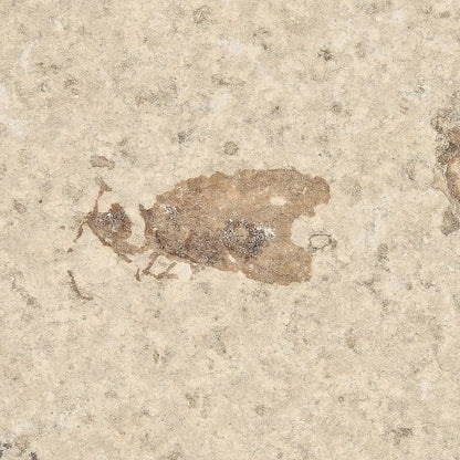 Get your Rare Eocene Marsh Fly Fossil from Wyoming online now or in store at Forever Gems in Franschhoek, South Africa