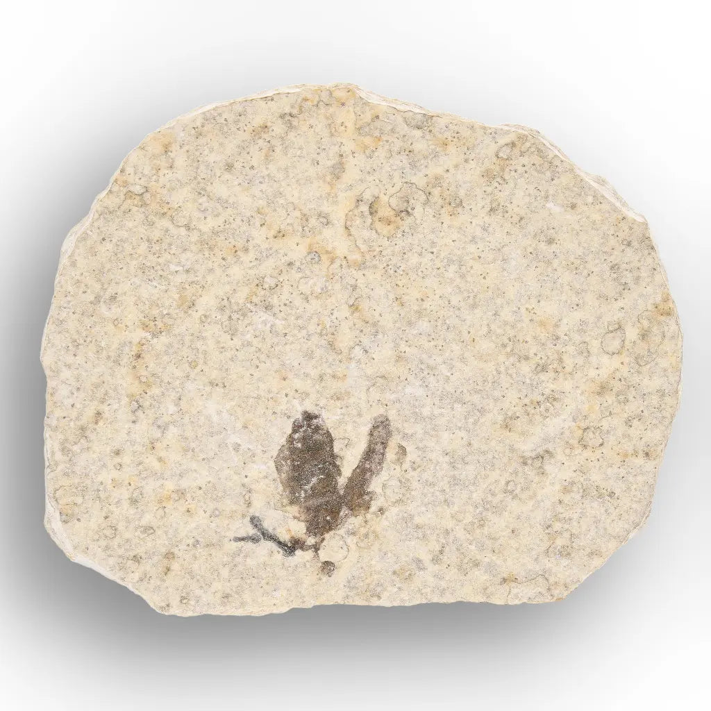 Get your Rare Eocene Marsh Fly Fossil from Wyoming online now or in store at Forever Gems in Franschhoek, South Africa