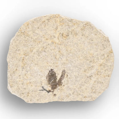 Get your Rare Eocene Marsh Fly Fossil from Wyoming online now or in store at Forever Gems in Franschhoek, South Africa