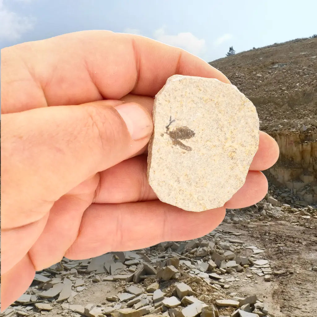 Get your Rare Eocene Marsh Fly Fossil from Wyoming online now or in store at Forever Gems in Franschhoek, South Africa