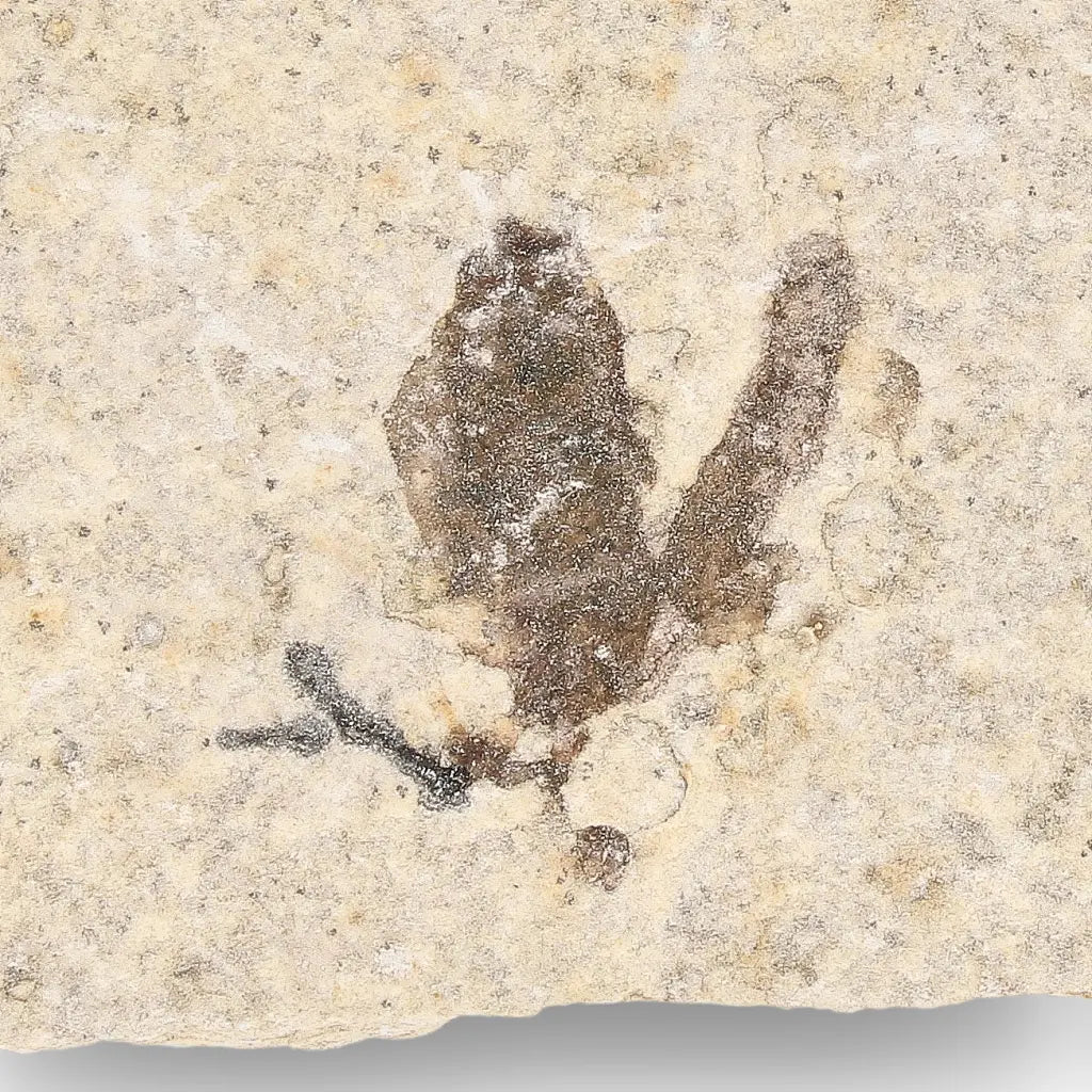 Get your Rare Eocene Marsh Fly Fossil from Wyoming online now or in store at Forever Gems in Franschhoek, South Africa