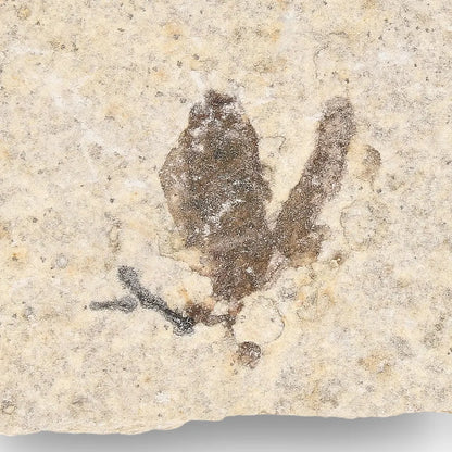 Get your Rare Eocene Marsh Fly Fossil from Wyoming online now or in store at Forever Gems in Franschhoek, South Africa