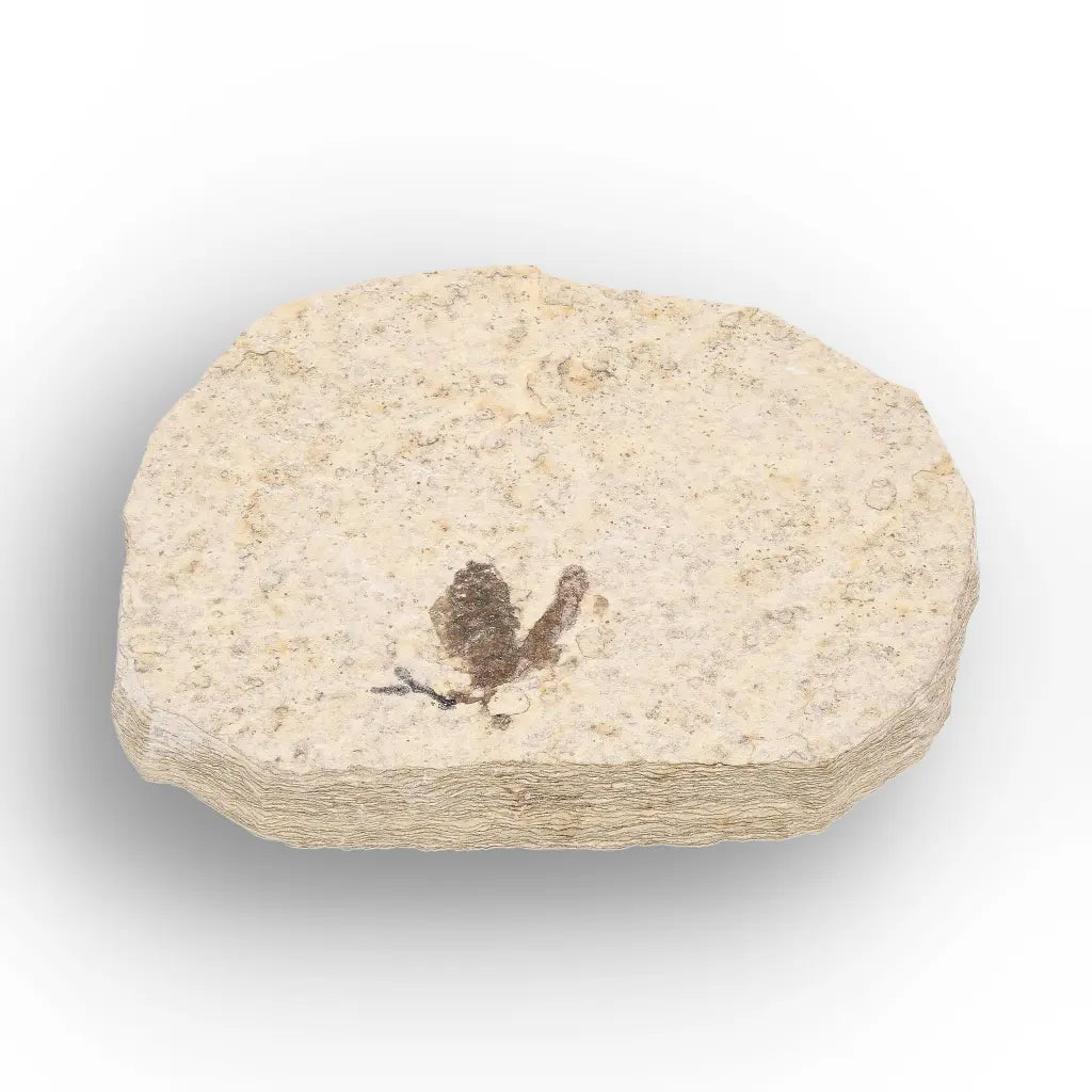 Get your Rare Eocene Marsh Fly Fossil from Wyoming online now or in store at Forever Gems in Franschhoek, South Africa