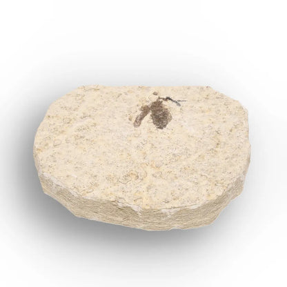 Get your Rare Eocene Marsh Fly Fossil from Wyoming online now or in store at Forever Gems in Franschhoek, South Africa