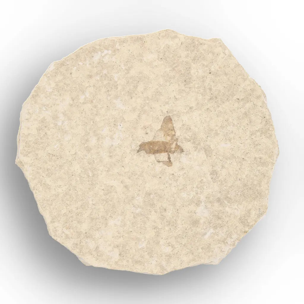Get your Twin Eocene Marsh Fly Fossils from Green River online now or in store at Forever Gems in Franschhoek, South Africa