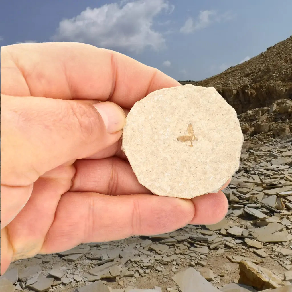 Get your Twin Eocene Marsh Fly Fossils from Green River online now or in store at Forever Gems in Franschhoek, South Africa