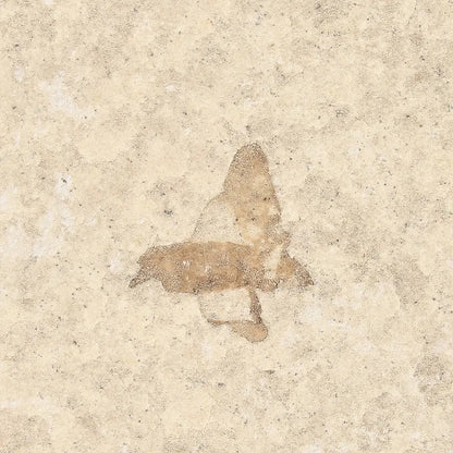 Get your Twin Eocene Marsh Fly Fossils from Green River online now or in store at Forever Gems in Franschhoek, South Africa