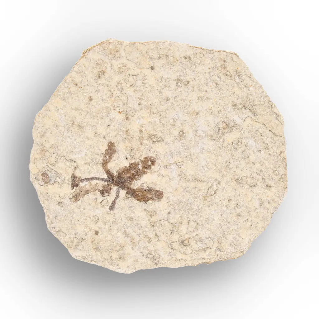 Get your Eocene Marsh Fly Fossil from Green River Formation online now or in store at Forever Gems in Franschhoek, South Africa