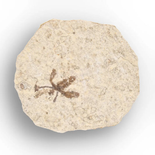 Get your Eocene Marsh Fly Fossil from Green River Formation online now or in store at Forever Gems in Franschhoek, South Africa