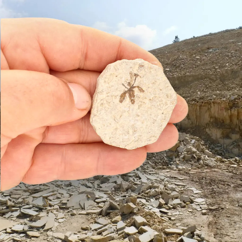 Get your Eocene Marsh Fly Fossil from Green River Formation online now or in store at Forever Gems in Franschhoek, South Africa