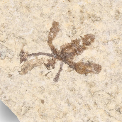 Get your Eocene Marsh Fly Fossil from Green River Formation online now or in store at Forever Gems in Franschhoek, South Africa