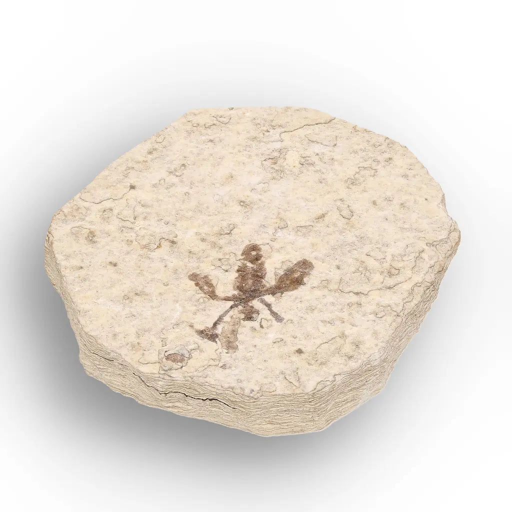 Get your Eocene Marsh Fly Fossil from Green River Formation online now or in store at Forever Gems in Franschhoek, South Africa