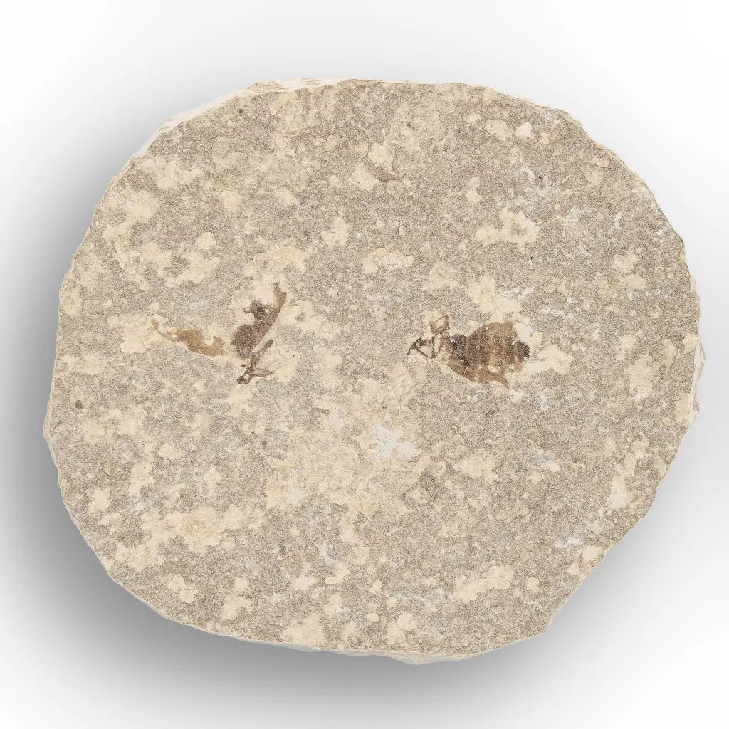 Get your Eocene Marsh Fly Fossil from Green River Formation online now or in store at Forever Gems in Franschhoek, South Africa