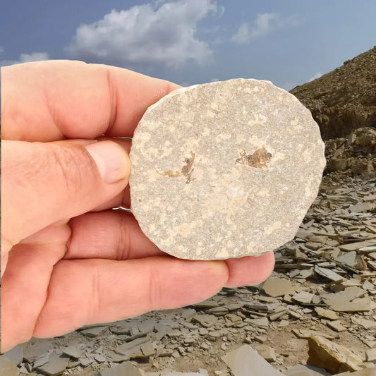 Get your Eocene Marsh Fly Fossil from Green River Formation online now or in store at Forever Gems in Franschhoek, South Africa