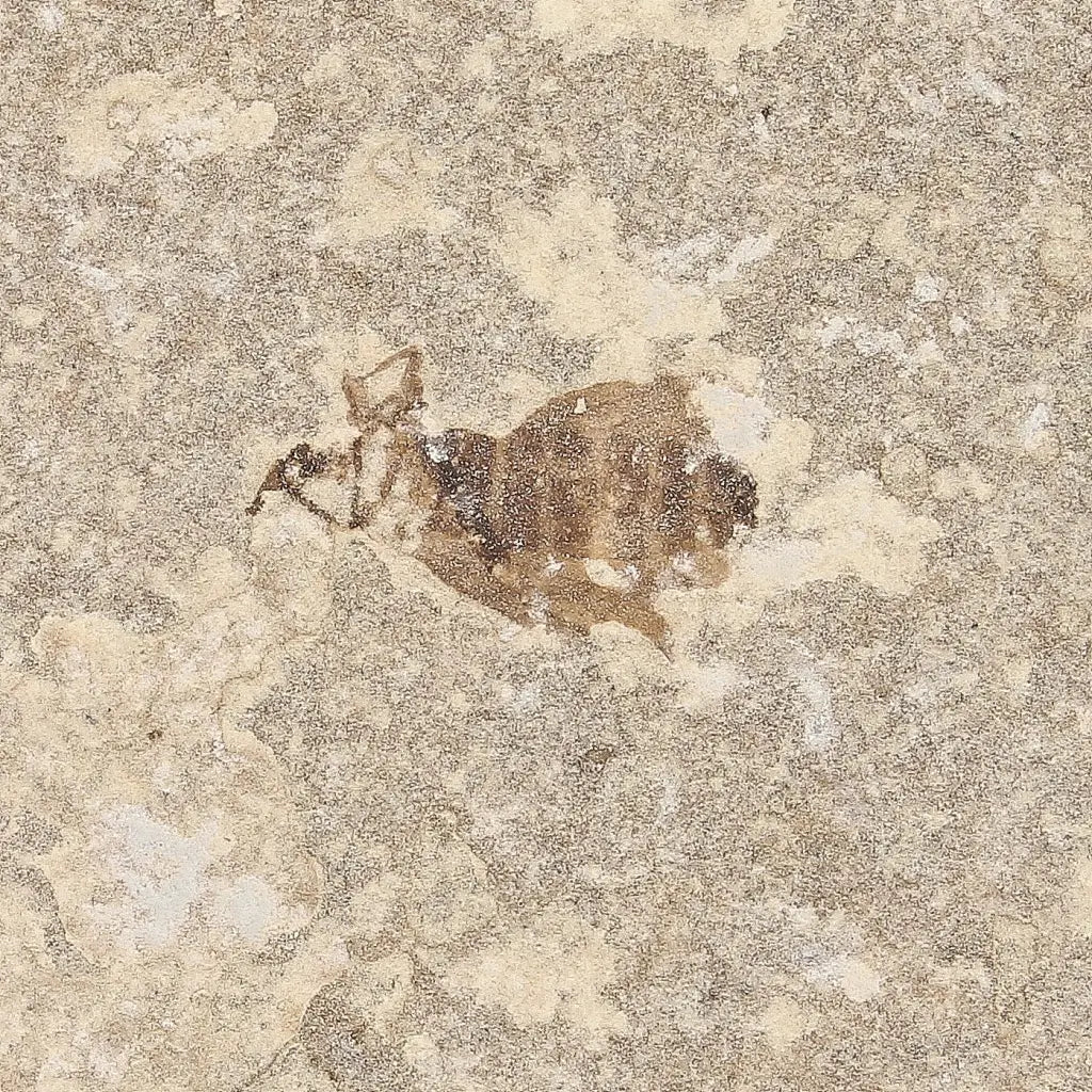 Get your Eocene Marsh Fly Fossil from Green River Formation online now or in store at Forever Gems in Franschhoek, South Africa