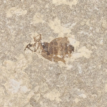 Get your Eocene Marsh Fly Fossil from Green River Formation online now or in store at Forever Gems in Franschhoek, South Africa