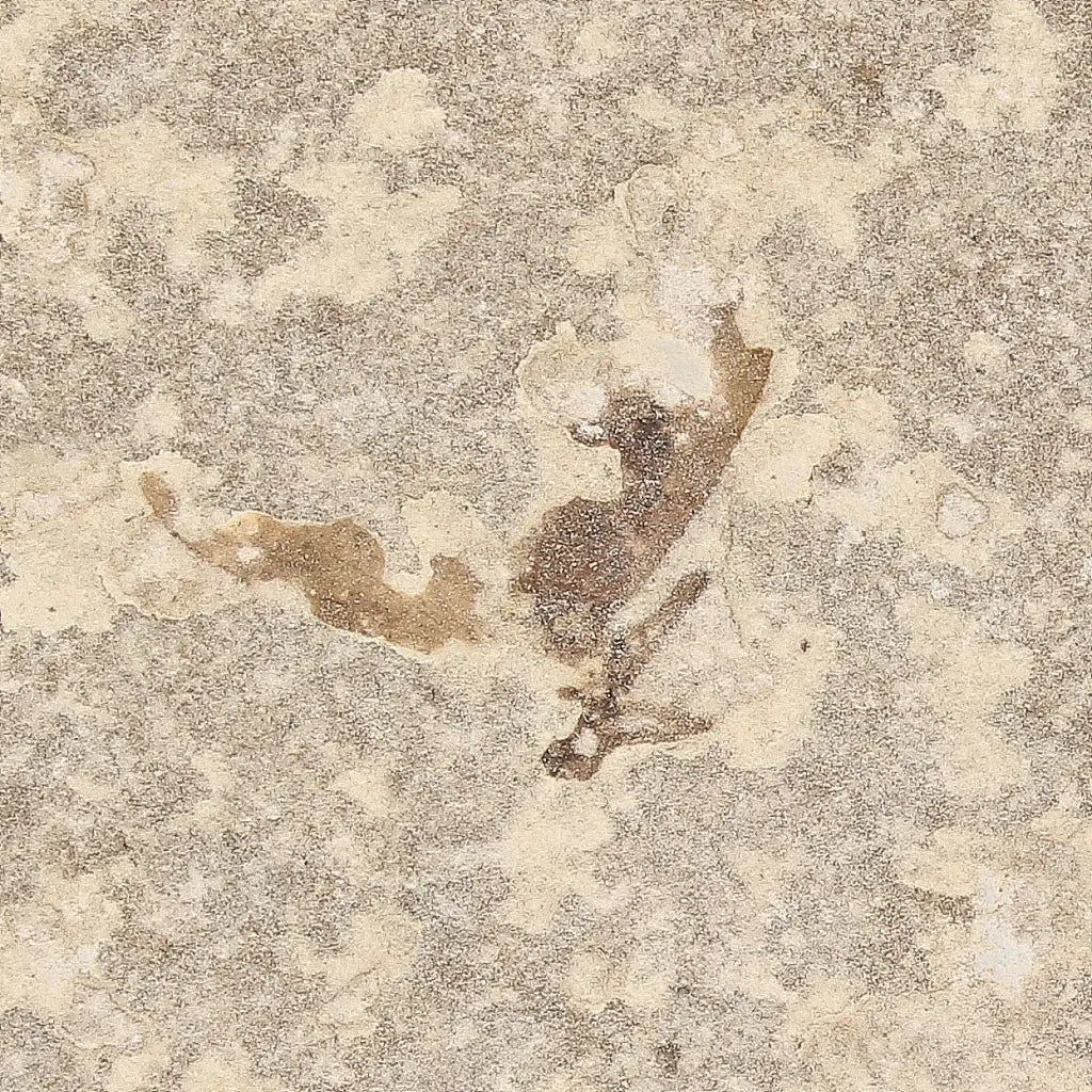 Get your Eocene Marsh Fly Fossil from Green River Formation online now or in store at Forever Gems in Franschhoek, South Africa