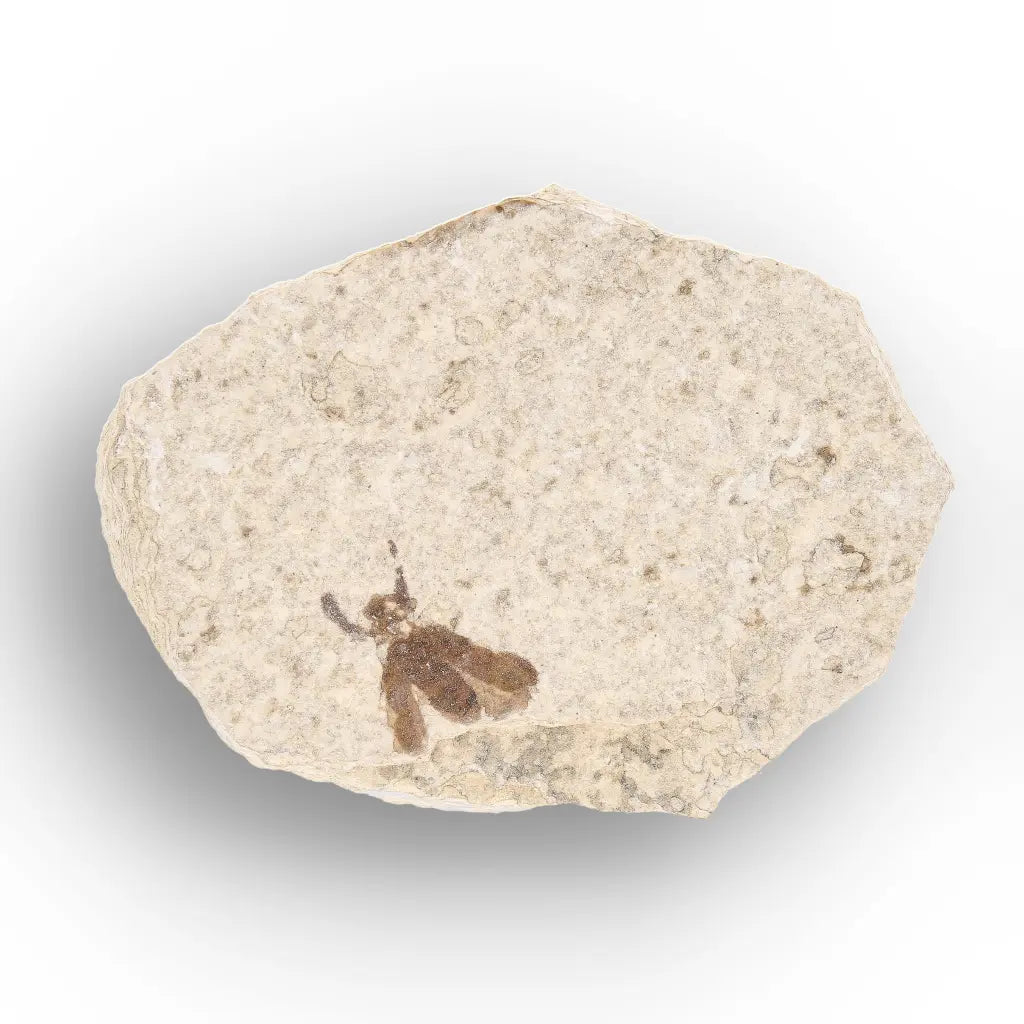 Get your Green River Eocene Marsh Fly Fossil Specimen online now or in store at Forever Gems in Franschhoek, South Africa