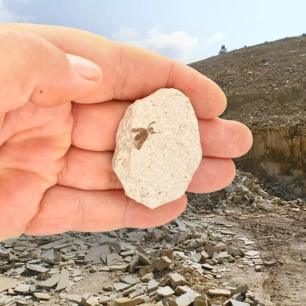 Get your Green River Eocene Marsh Fly Fossil Specimen online now or in store at Forever Gems in Franschhoek, South Africa