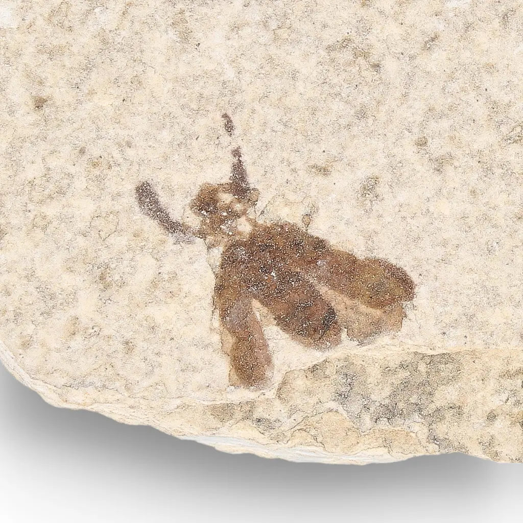 Get your Green River Eocene Marsh Fly Fossil Specimen online now or in store at Forever Gems in Franschhoek, South Africa