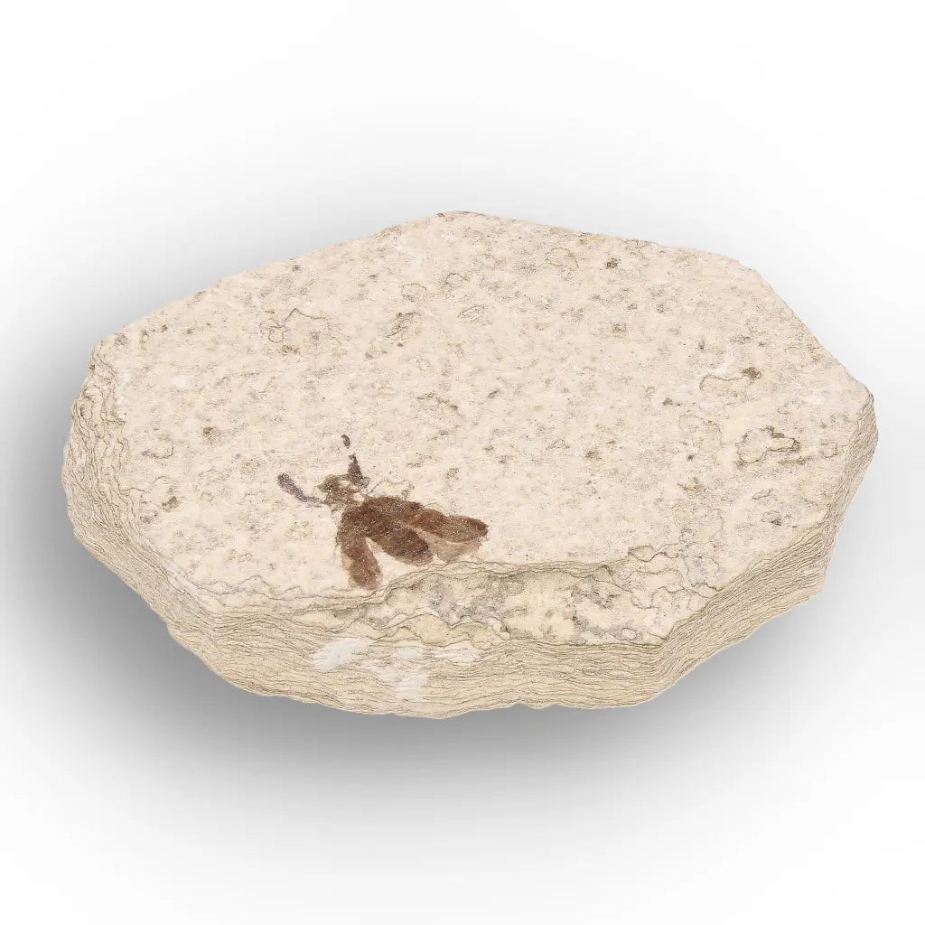 Get your Green River Eocene Marsh Fly Fossil Specimen online now or in store at Forever Gems in Franschhoek, South Africa