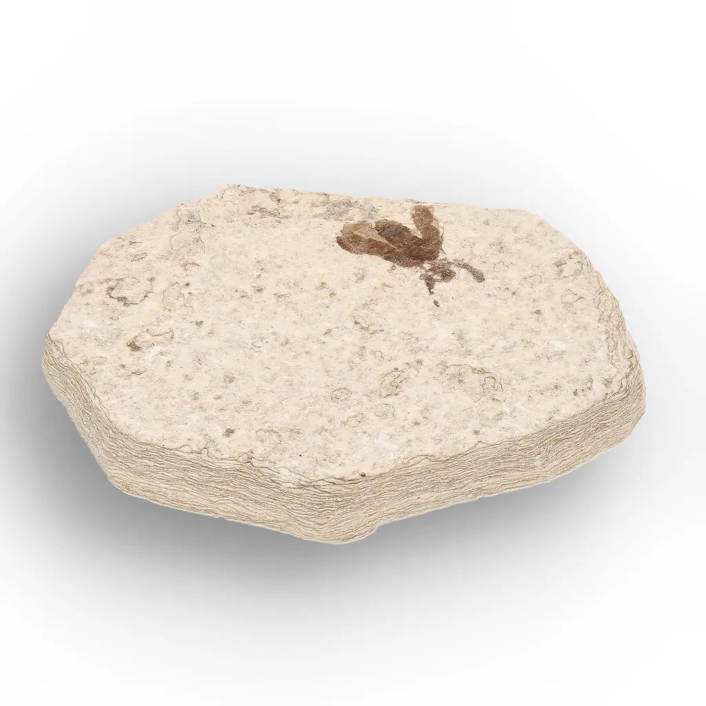 Get your Green River Eocene Marsh Fly Fossil Specimen online now or in store at Forever Gems in Franschhoek, South Africa