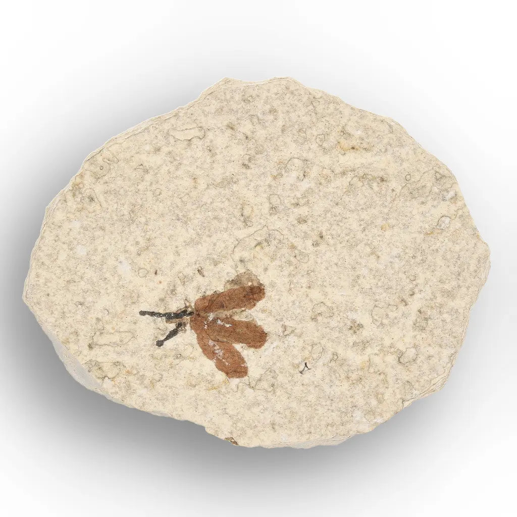 Get your Green River Eocene Marsh Fly Fossil Specimen online now or in store at Forever Gems in Franschhoek, South Africa