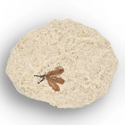 Get your Green River Eocene Marsh Fly Fossil Specimen online now or in store at Forever Gems in Franschhoek, South Africa
