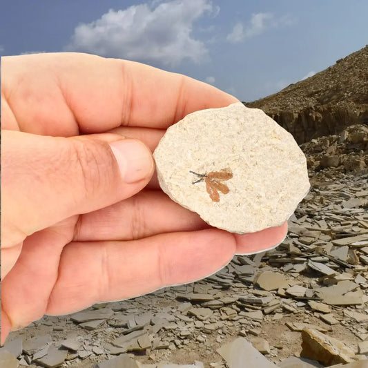 Get your Green River Eocene Marsh Fly Fossil Specimen online now or in store at Forever Gems in Franschhoek, South Africa
