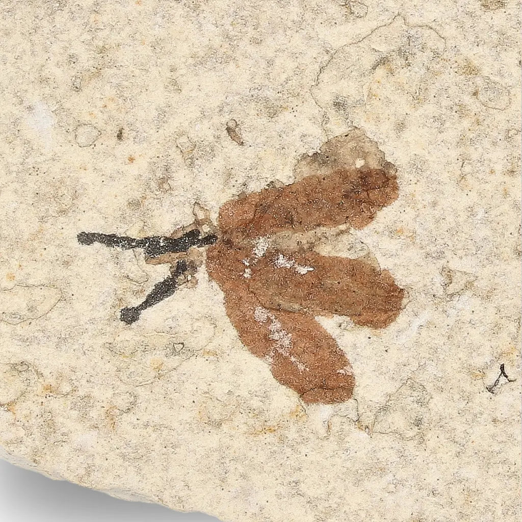 Get your Green River Eocene Marsh Fly Fossil Specimen online now or in store at Forever Gems in Franschhoek, South Africa