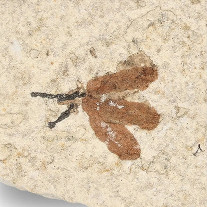 Get your Green River Eocene Marsh Fly Fossil Specimen online now or in store at Forever Gems in Franschhoek, South Africa