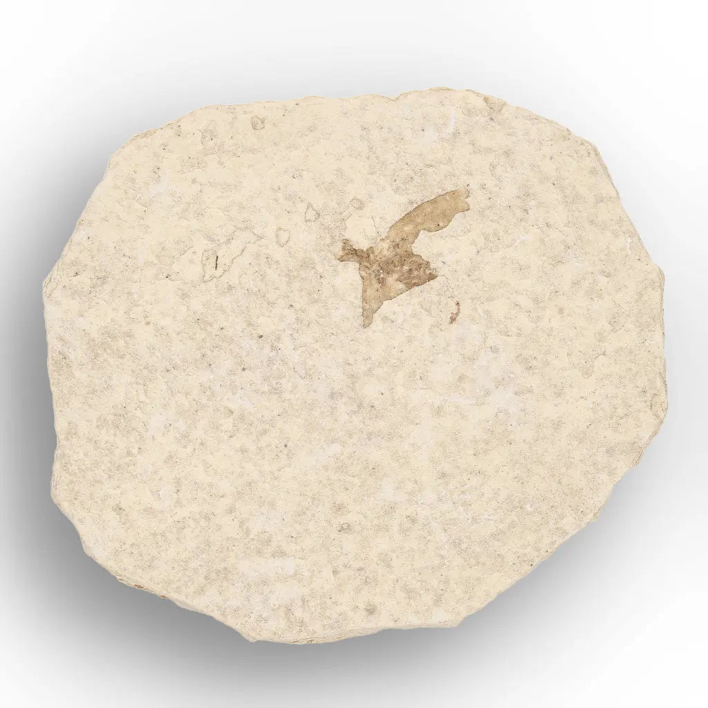 Get your Ancient Marsh Fly Fossil from Green River Eocene online now or in store at Forever Gems in Franschhoek, South Africa