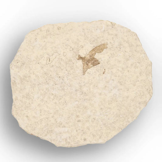 Get your Ancient Marsh Fly Fossil from Green River Eocene online now or in store at Forever Gems in Franschhoek, South Africa