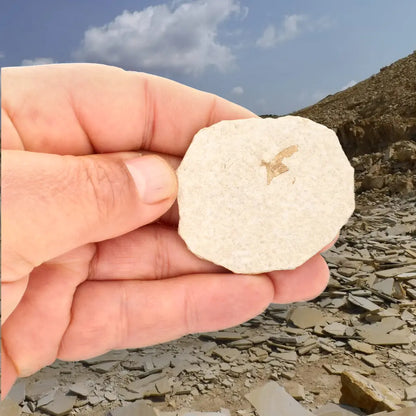 Get your Ancient Marsh Fly Fossil from Green River Eocene online now or in store at Forever Gems in Franschhoek, South Africa