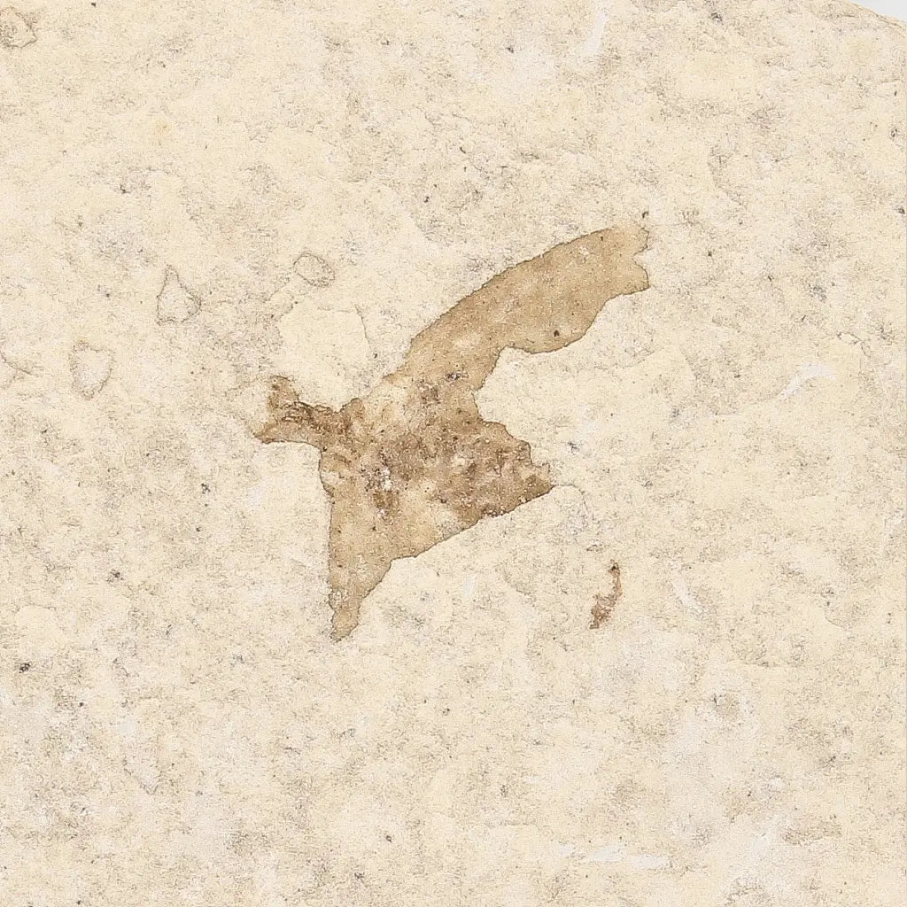 Get your Ancient Marsh Fly Fossil from Green River Eocene online now or in store at Forever Gems in Franschhoek, South Africa
