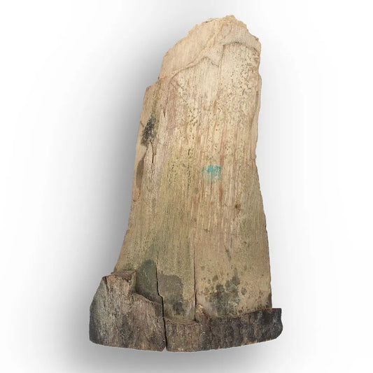 Woolly Mammoth Tusk Fossil Fragment from Alaska