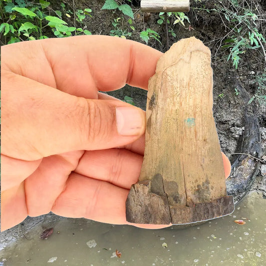 Woolly Mammoth Tusk Fossil Fragment from Alaska