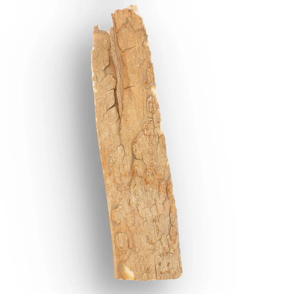 Get your Woolly Mammoth Tusk Fossil Fragment from Alaska online now or in store at Forever Gems in Franschhoek, South Africa