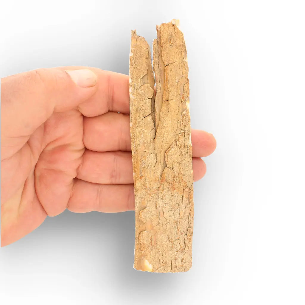 Get your Woolly Mammoth Tusk Fossil Fragment from Alaska online now or in store at Forever Gems in Franschhoek, South Africa