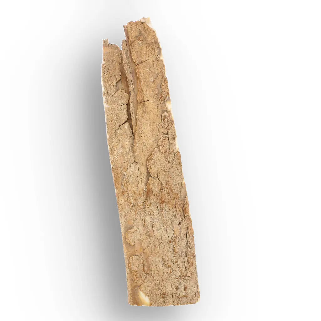 Get your Woolly Mammoth Tusk Fossil Fragment from Alaska online now or in store at Forever Gems in Franschhoek, South Africa