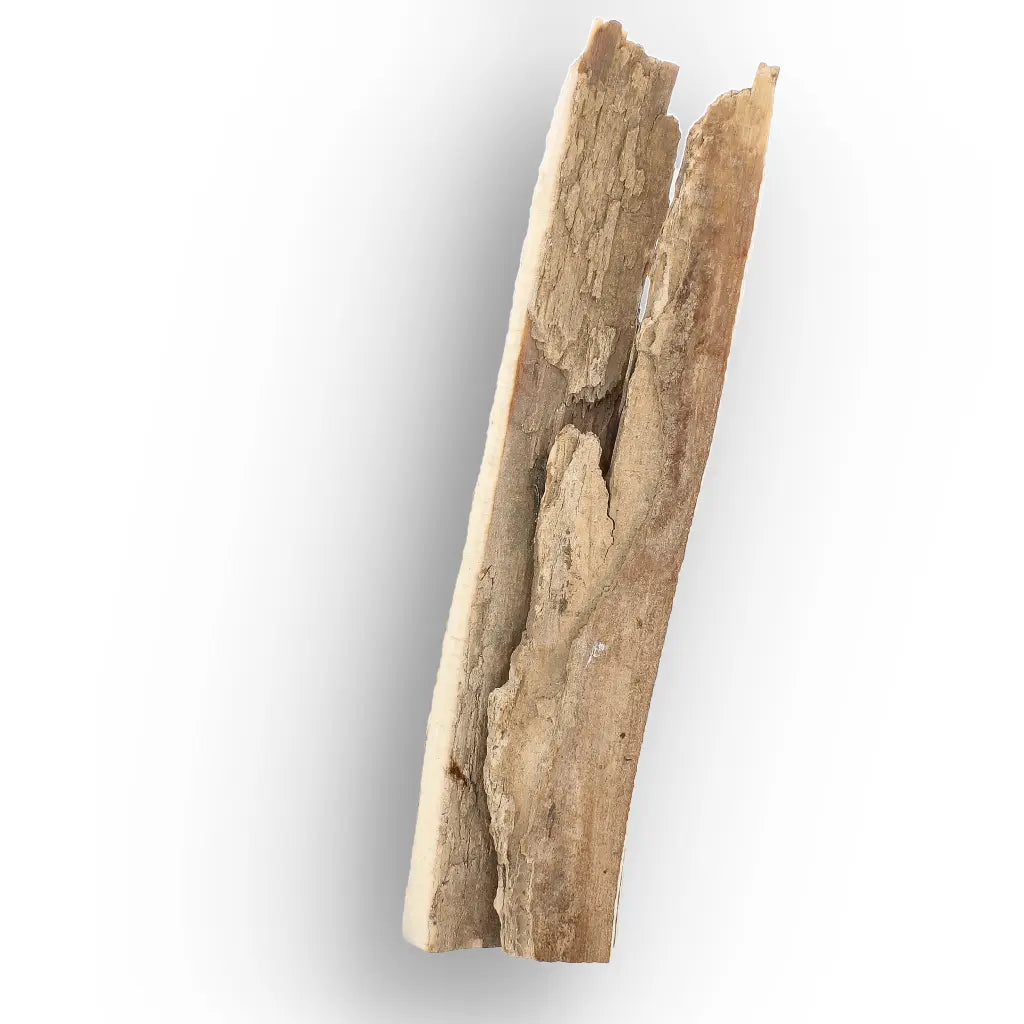 Get your Woolly Mammoth Tusk Fossil Fragment from Alaska online now or in store at Forever Gems in Franschhoek, South Africa