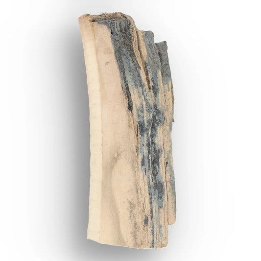 Woolly Mammoth Tusk Fossil Fragment – Alaskan Ice Age Specimen
