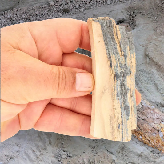 Woolly Mammoth Tusk Fossil Fragment – Alaskan Ice Age Specimen