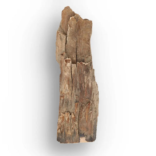 Woolly Mammoth Tusk Fossil from Alaska – Ice Age Fragment