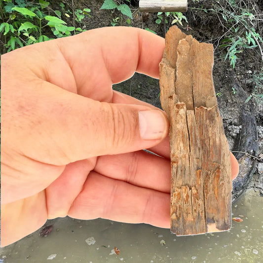 Woolly Mammoth Tusk Fossil from Alaska – Ice Age Fragment