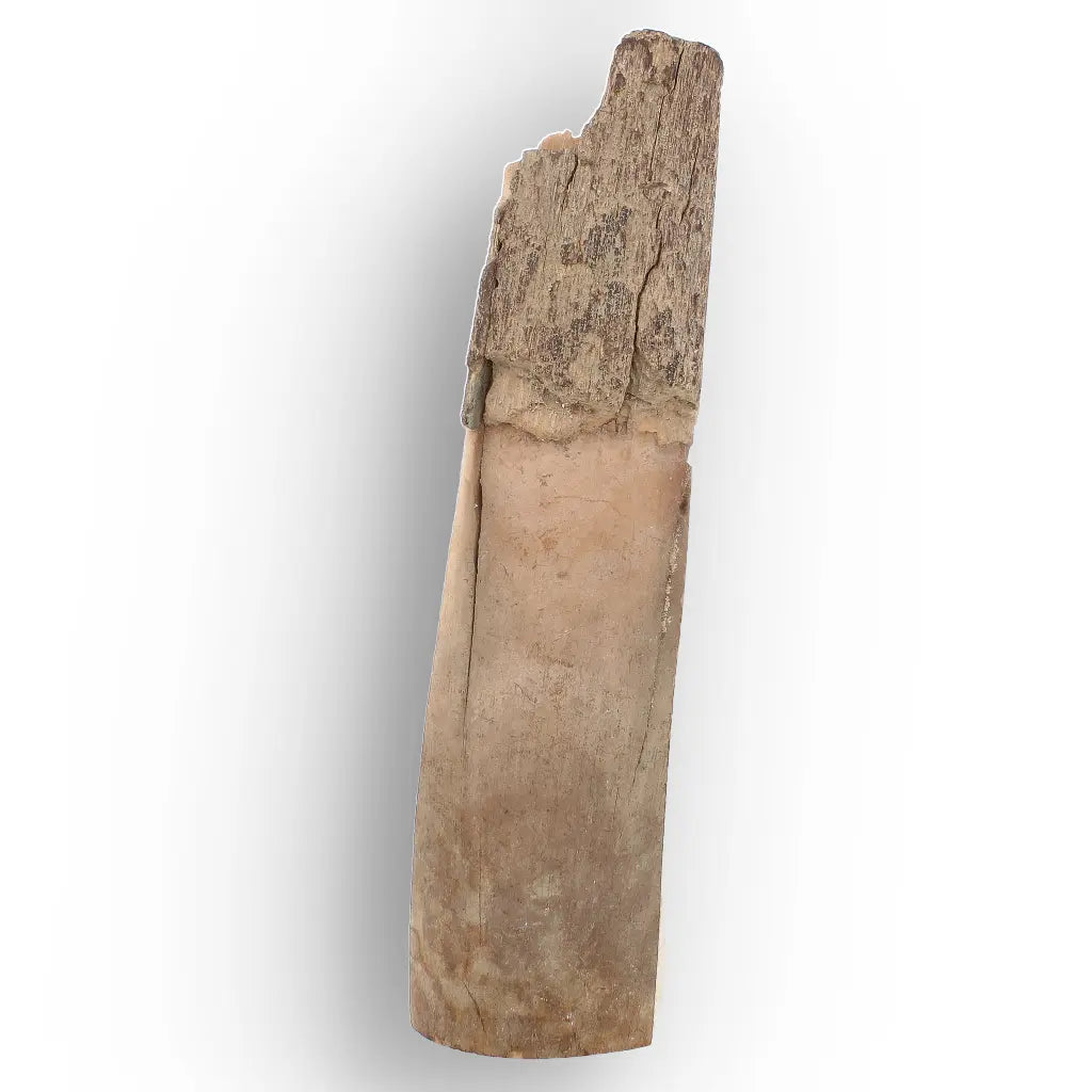 Get your Woolly Mammoth Tusk Fossil from Alaska – Ice Age Fragment online now or in store at Forever Gems in Franschhoek, South Africa