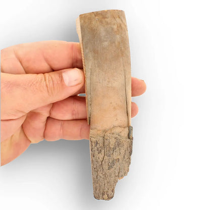Get your Woolly Mammoth Tusk Fossil from Alaska – Ice Age Fragment online now or in store at Forever Gems in Franschhoek, South Africa
