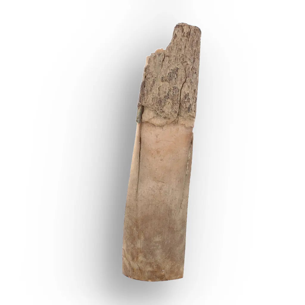 Get your Woolly Mammoth Tusk Fossil from Alaska – Ice Age Fragment online now or in store at Forever Gems in Franschhoek, South Africa
