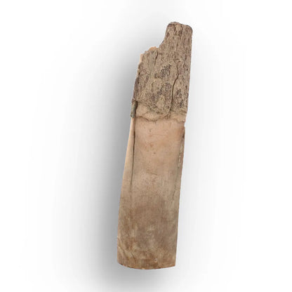 Get your Woolly Mammoth Tusk Fossil from Alaska – Ice Age Fragment online now or in store at Forever Gems in Franschhoek, South Africa